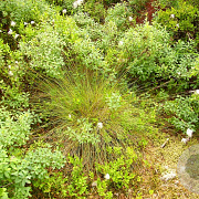 Eriophorum chamissonis GM P9 leverbaar
