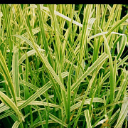 Glyceria maxima 'Variegata' GM P9 leverbaar