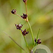 Juncus compressus GM P9 leverbaar