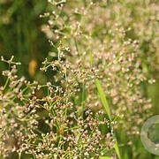 Juncus subnodulosus GM P9 leverbaar