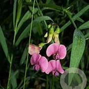 Lathyrus palustris GM P9 leverbaar