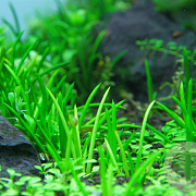 Littorella uniflora GM P9 leverbaar