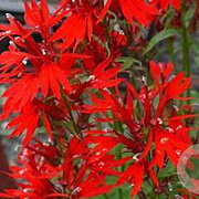Lobelia cardinalis GM P9 leverbaar