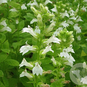 Lobelia siphilitica 'Alba' GM P9 leverbaar