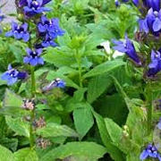 Lobelia siphilitica GM P9 leverbaar