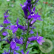 Lobelia s. 'Vedrariensis' GM P9 leverbaar