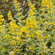 Lysimachia punctata 'Alexander' GM P9 leverbaar