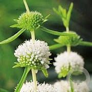 Mentha cervina 'Alba' GM P9 leverbaar