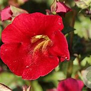 Mimulus cup. 'Roter Kaiser' GM P9 leverbaar