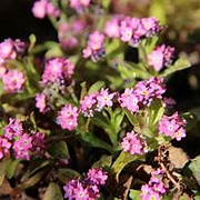 Myosotis pal. 'Pinkie' GM P9 leverbaar