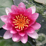 Nymphaea 'Conqueror' GM C1 leverbaar