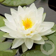 Nymphaea 'Marliacea Albida' GM C1 leverbaar