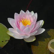 Nymphaea 'Marliacea Carnea' GM C1 leverbaar
