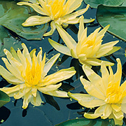 Nymphaea 'Moorei' GM C1 leverbaar