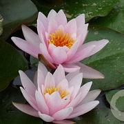 Nymphaea 'Rosennymphe' GM C1 leverbaar