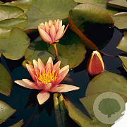 Nymphaea 'Sioux' GM C1 leverbaar