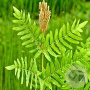 Osmunda regalis GM P9 leverbaar