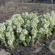 Petasites albus GM P9 leverbaar