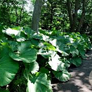 Petasites japonicus 'Giganteus' GM P9 leverbaar