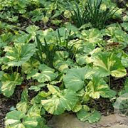 Petasites japonicus 'Variegatus' GM P9 leverbaar