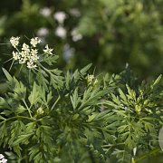 Peucedanum palustre GM P9 leverbaar