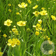 Ranunculus lingua GM P9 leverbaar