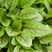 Rumex sanguineus GM P9 leverbaar
