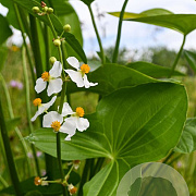 Sagittaria latifolia GM P9 leverbaar