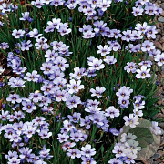 Sisyrinchium 'Devon Skies' GM P9 leverbaar
