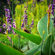 Thalia dealbata GM P9 leverbaar