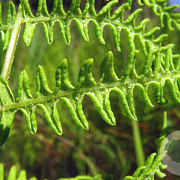 Thelypteris palustris GM P9 leverbaar