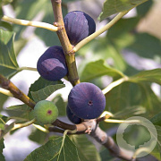 Ficus car. 'Violette Normande' 60-80 cm 35L meerstammig