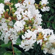 Lagerstroemia 'Acoma' 100-150 cm 7,5L