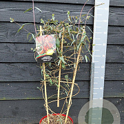 Lonicera semp. 'Cedar Lane' 90 cm 7,5L rek