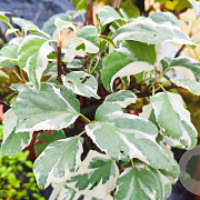 Schizophragma h. 'Shiro Fuka Fukur' 60-80 cm 5,5L
