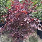 Acer palmatum 150-175 cm 30L