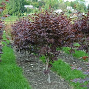 Acer pal. 'Red Flash' 150-175 cm cont. 55L