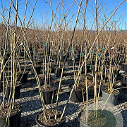 Albizia julibr. Ombrella 200-250 cm 40L