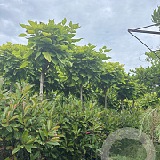 Catalpa bignonioides 'Nana' 8-10 HO container