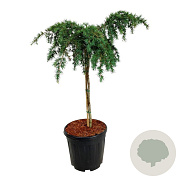 Cedrus deod. 'Feelin' Blue' 60 cm stam 15L