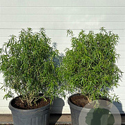 Choisya 'Aztec Pearl' 60-80 cm cont. 55L extra