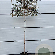 Elaeagnus ebbingei 4-6 HO container lei 100x100 180 cm stam