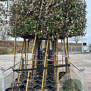Elaeagnus ebbingei halfstam container lei 120x120
