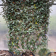 Elaeagnus ebb. 'Compacta' 120 cm container lage leivorm lei 120x180