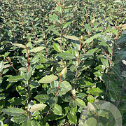 Elaeagnus ebb. 'Compacta' 60-80 cm 4,0L