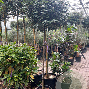 Elaeagnus ebb. 'Compacta' halfstam container