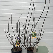 Ficus carica GM 18L