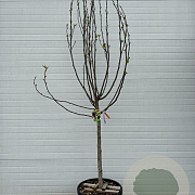Ficus carica halfstam container