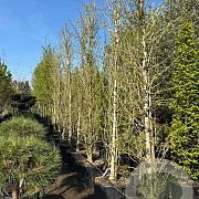 Ginkgo bil. 'Fastigiata' 350-400 cm container geveerd
