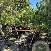 Heptacodium miconioides 150-200 cm container meerstammig solitair